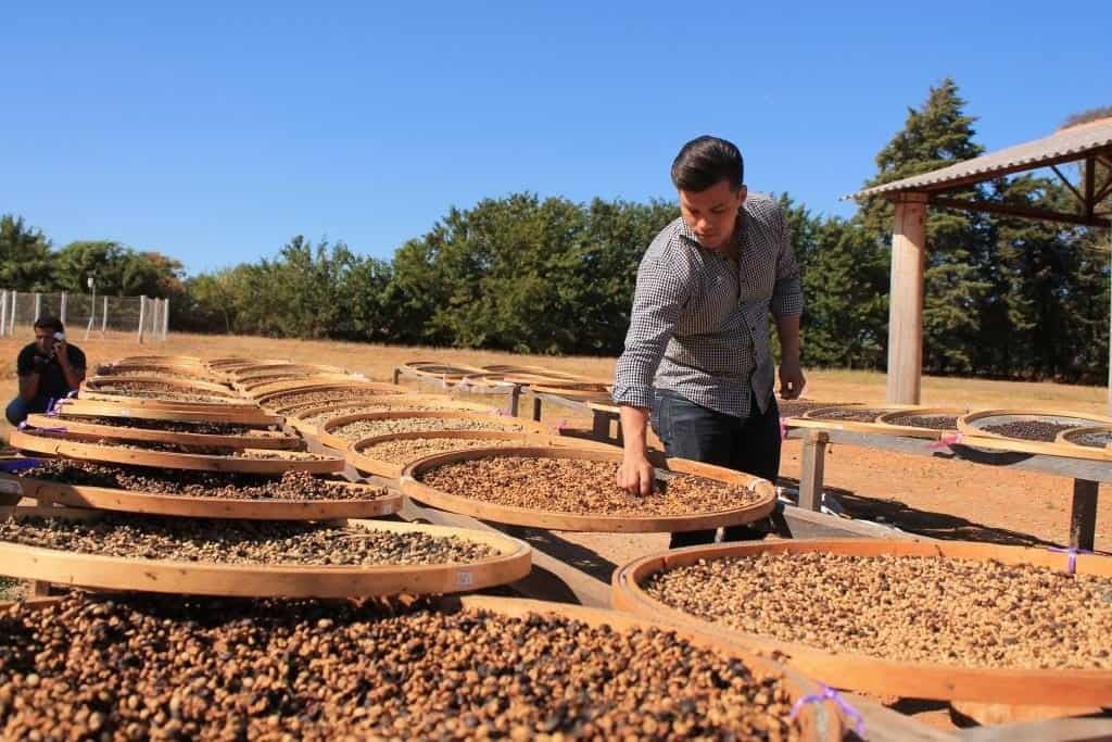 man surrounded by bails of coffee beans. He has his hand in one and has picked some coffee beans up